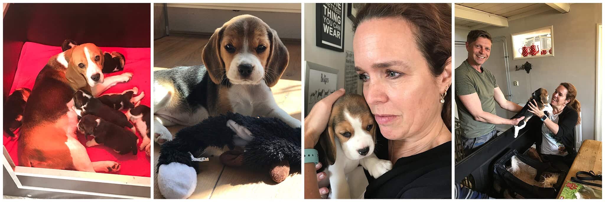 De eerste foto's van pup Bobbi de beagle